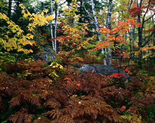 Foliage 2, Baxter State Park, ME (MF).jpg Foliage 2, Baxter State Park, ME (MF).jpg